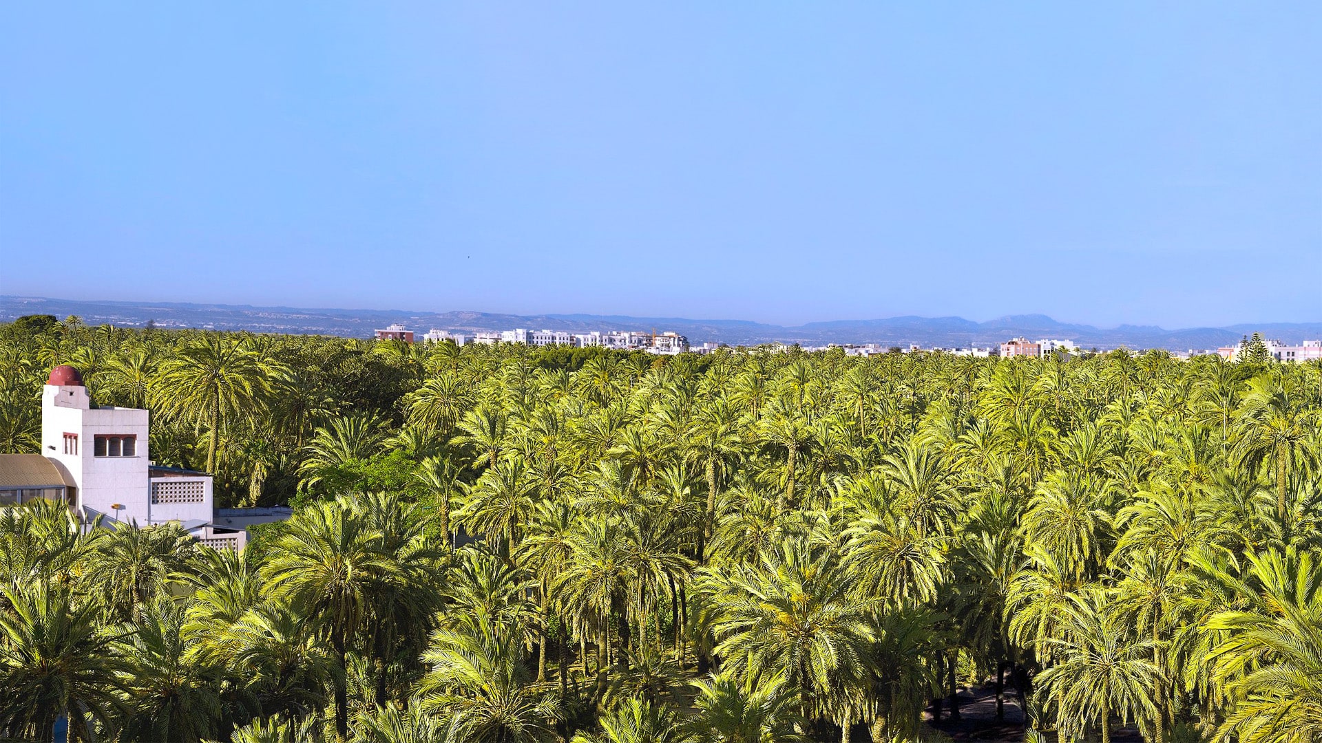 Escuela de español en España en Elche (Alicante)